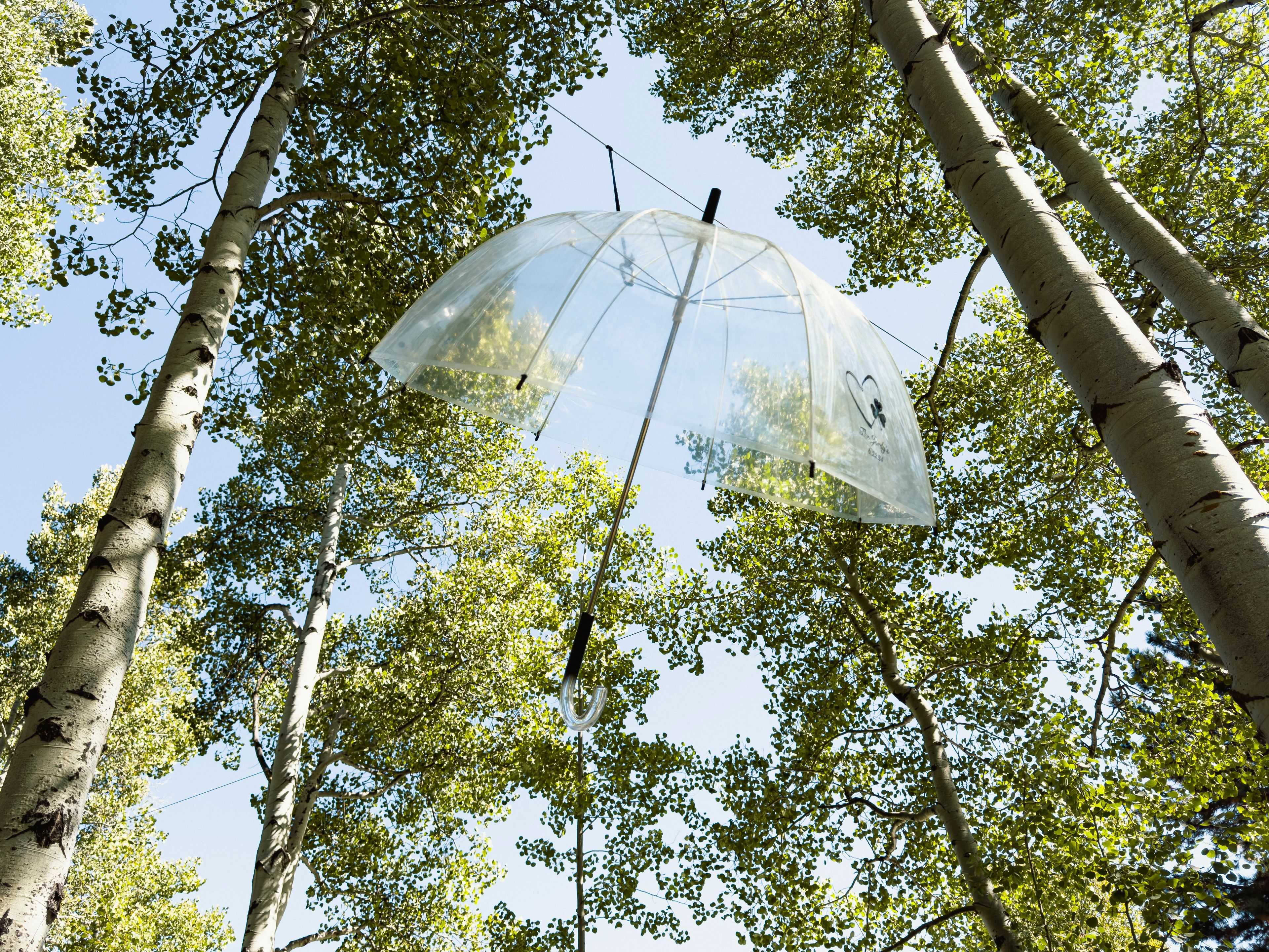 transparent umbrellas hanging between the aspen trees