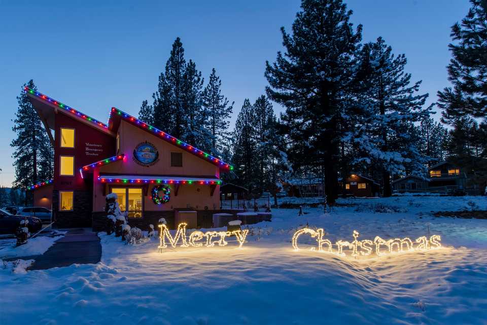 merry Christmas word lights infant of a vet clinic with colorful lights on the roof