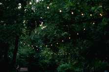 overhead path lighting between the trees