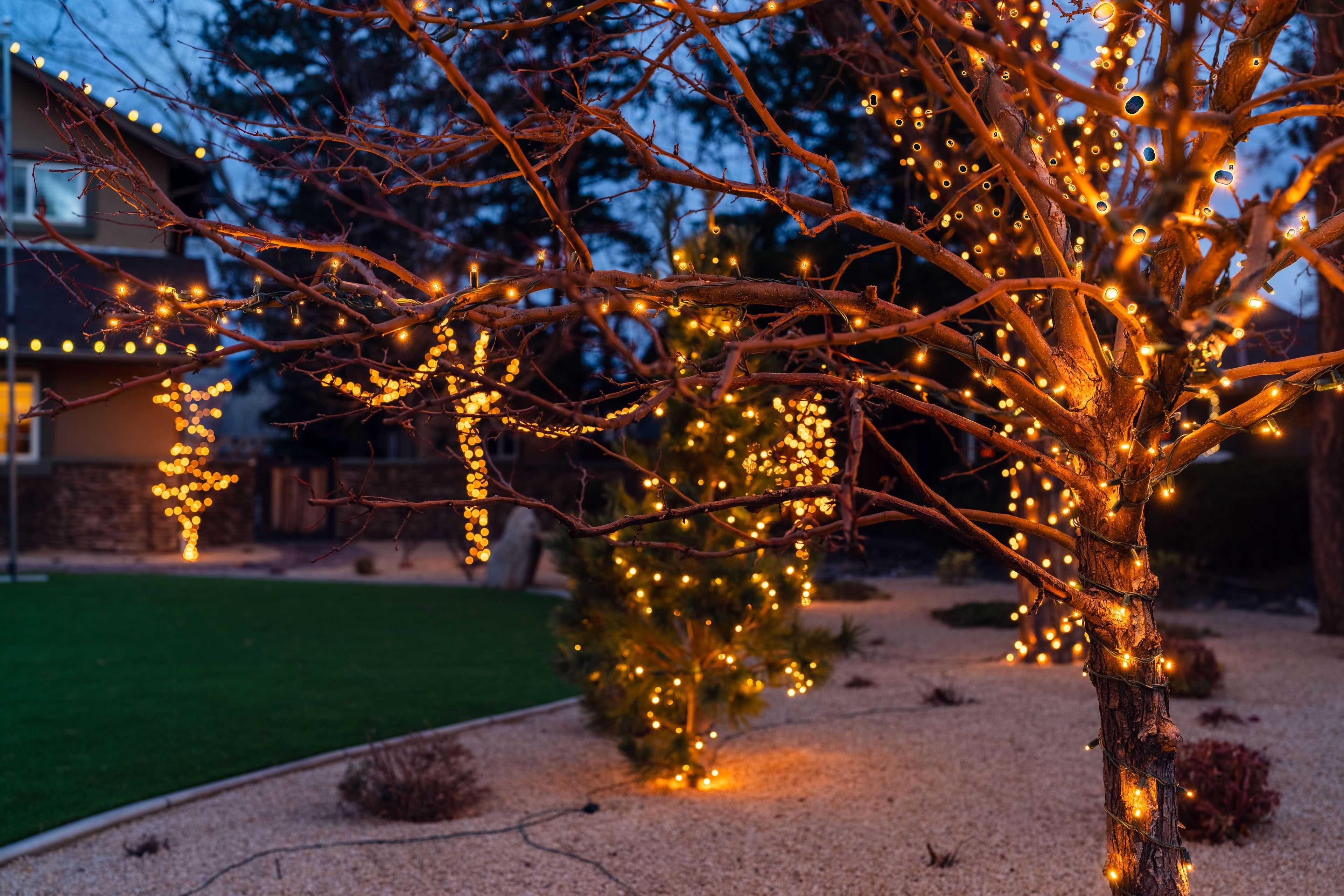 trees wrapped in holiday lighting in Reno