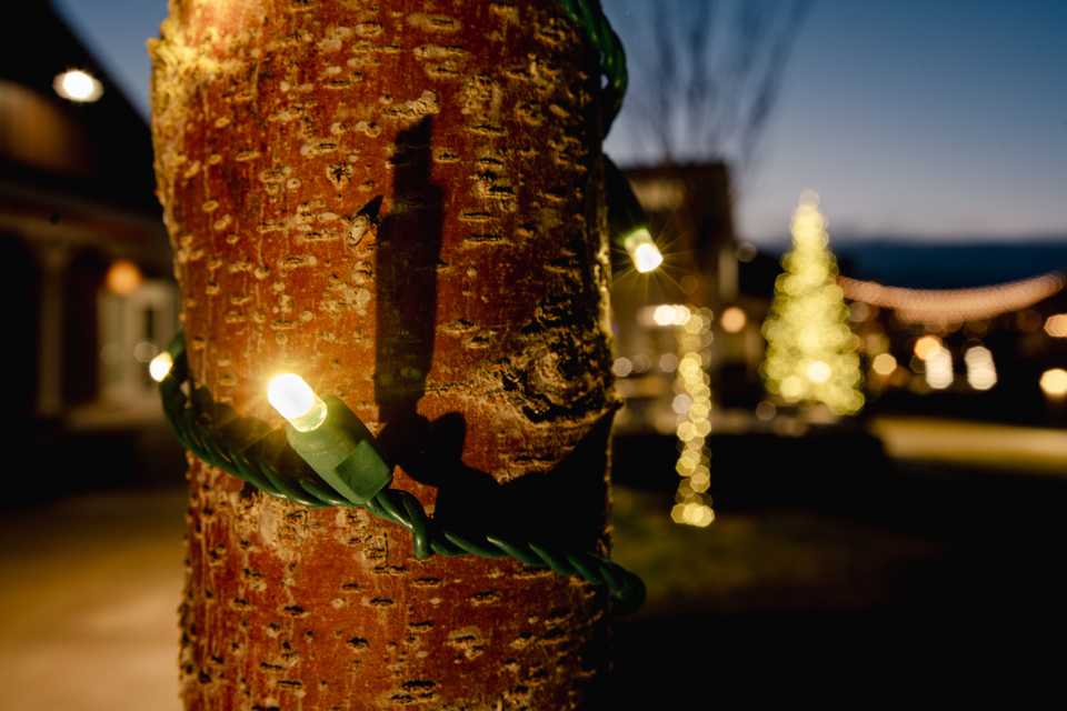 tight image of mini led Christmas lights wrapped around an aspen tree trunk