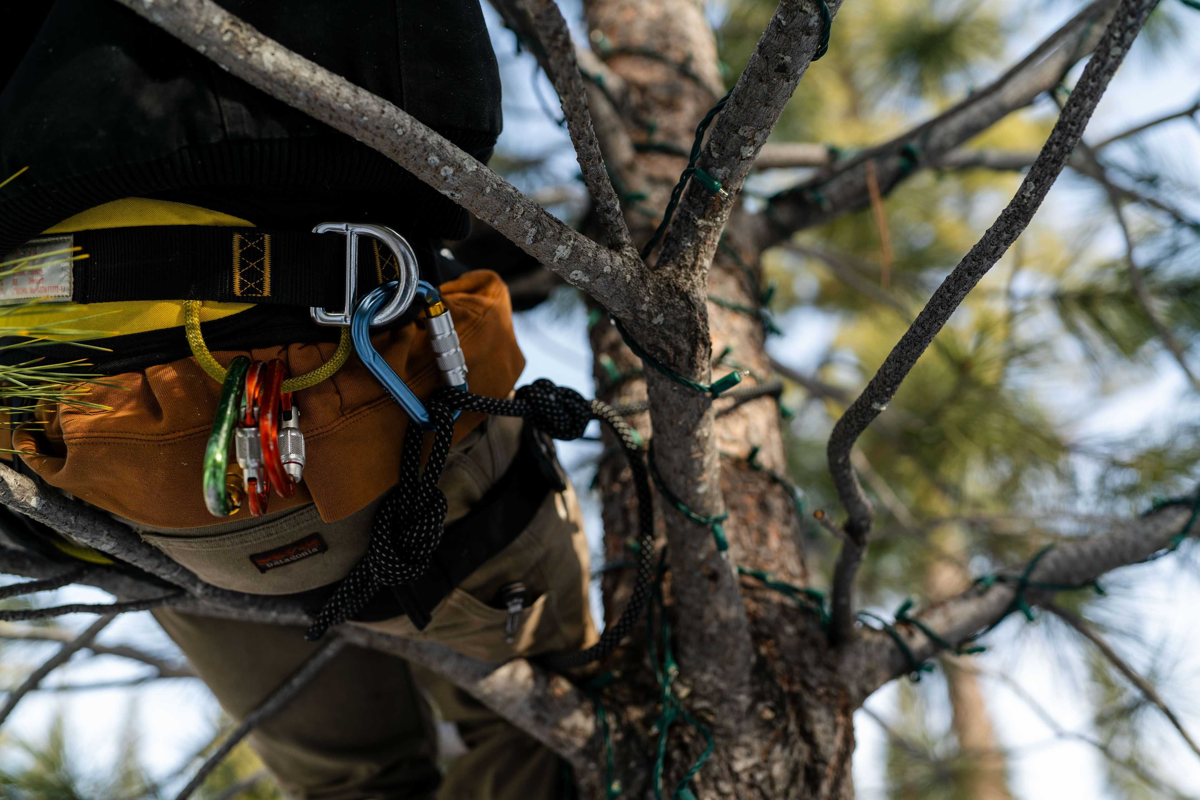 a worker using safety equipment to climb a tree