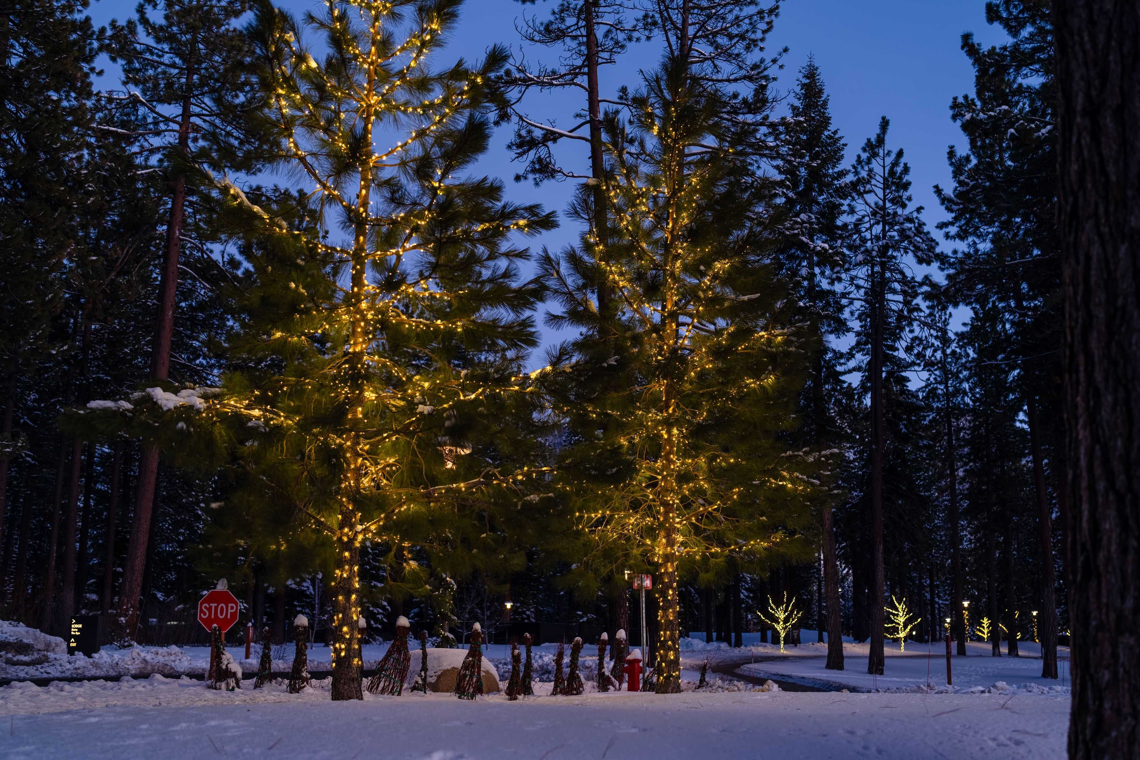 trees wrapped in holiday lighting at Edgewood resort