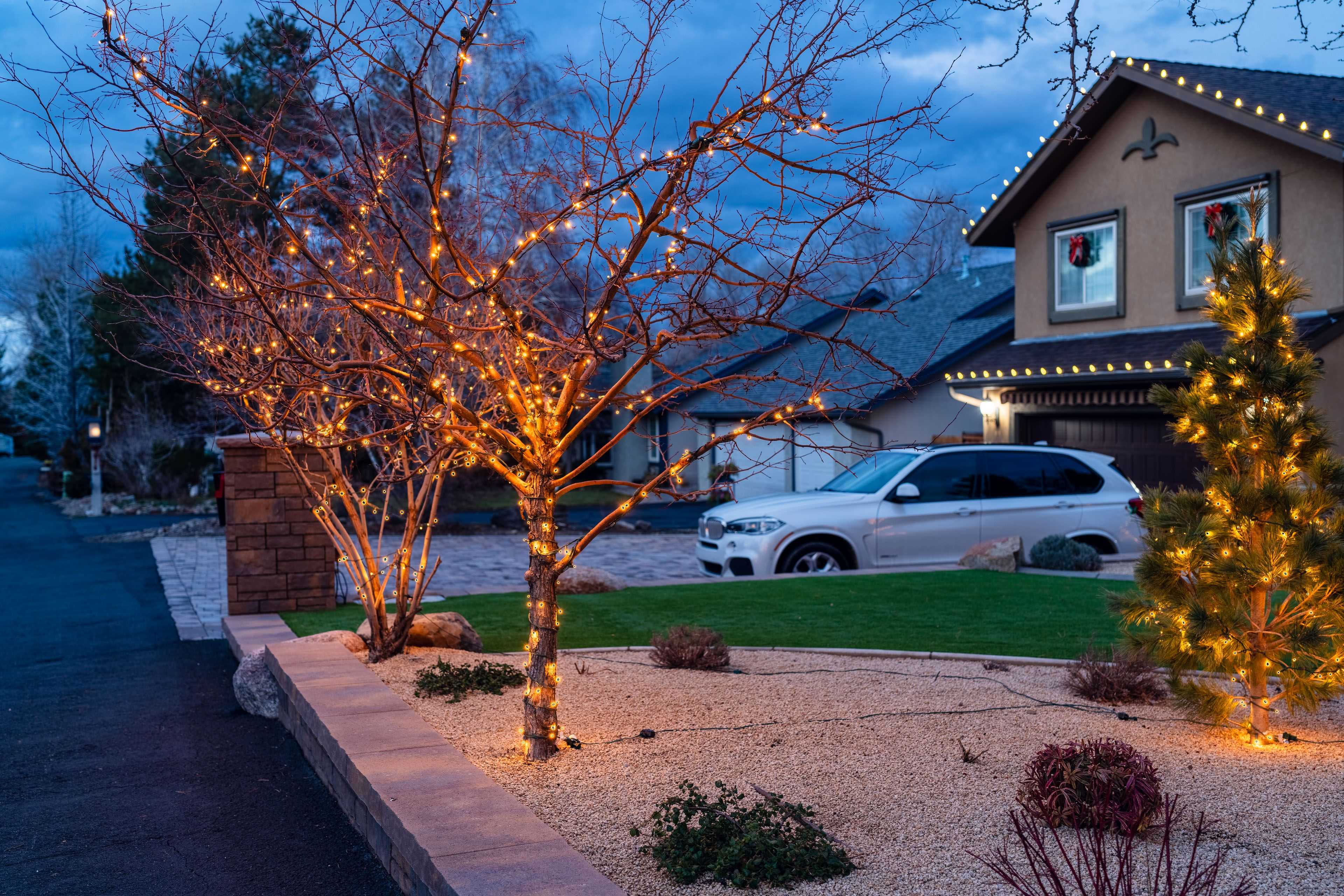 front yard trees wrapped in holiday lights in Reno