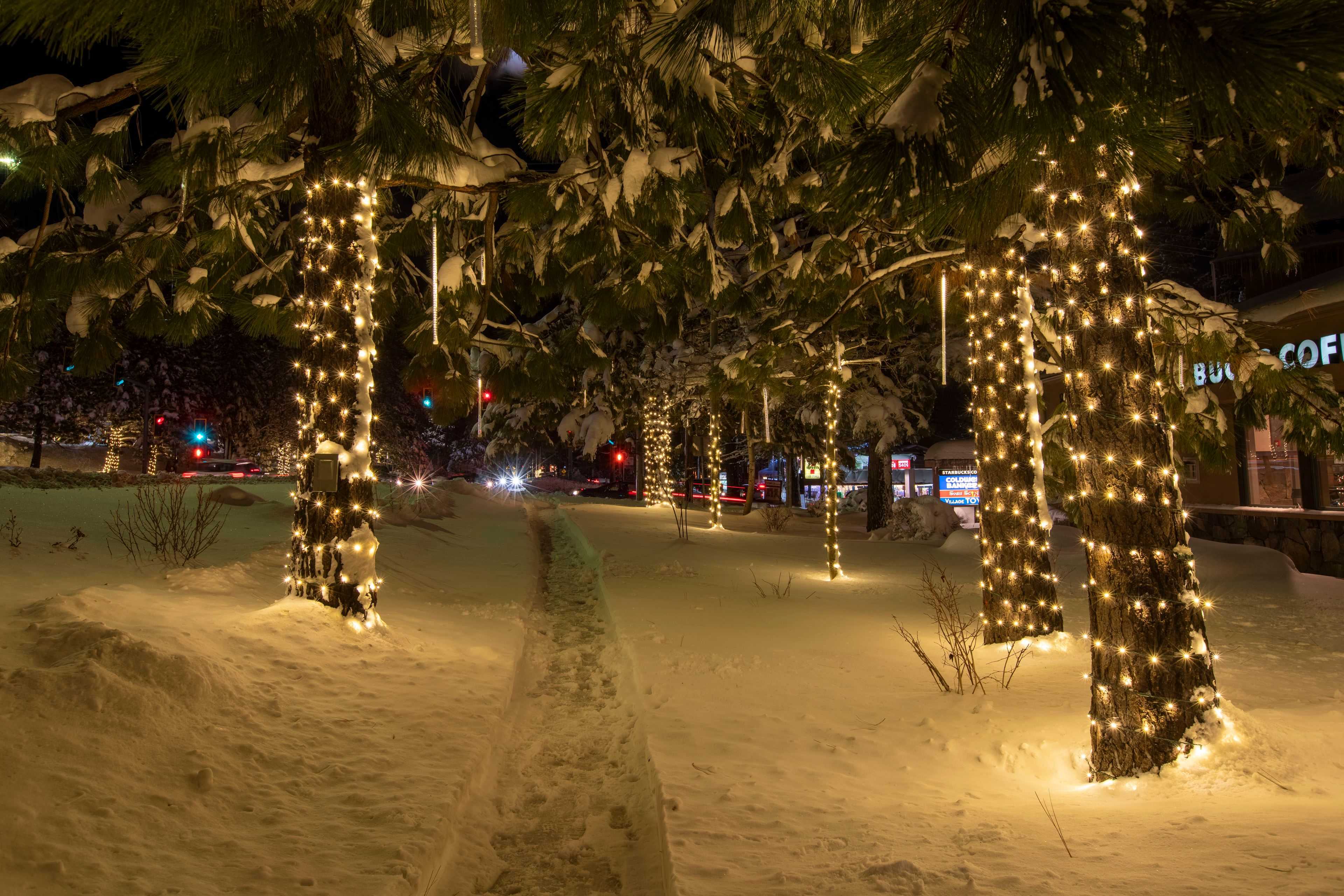 a sidewalk with Christmas trees on each side