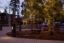 holiday lighting wrapping the trees in the foreground and roofline in the background